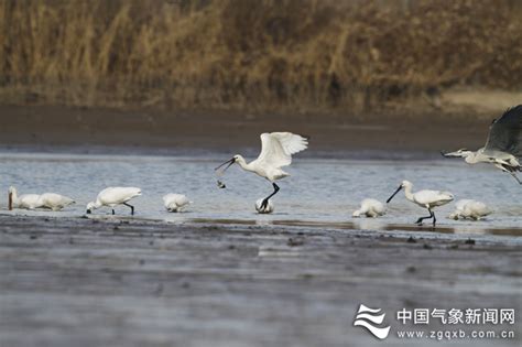  黄河三角洲国家自然保护区 あなたの冒険心を刺激する広大な自然！