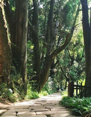  古蜀道、歴史と自然が織りなす壮大な景観！ 臥龍国家森林公園